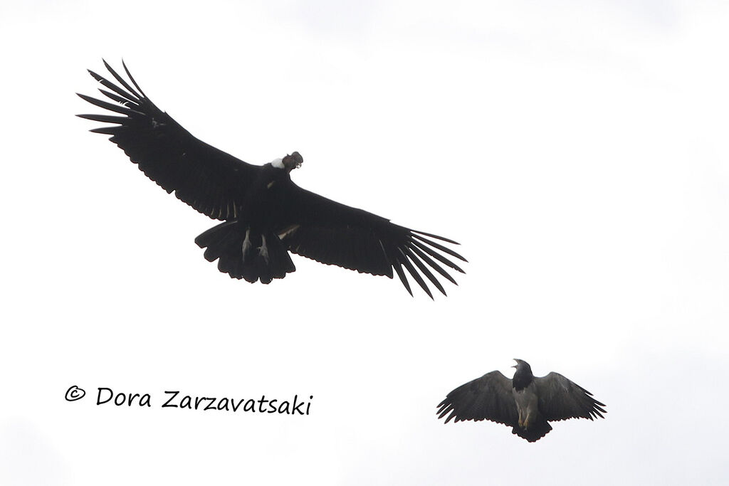 Andean Condoradult, Flight