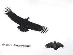 Andean Condor