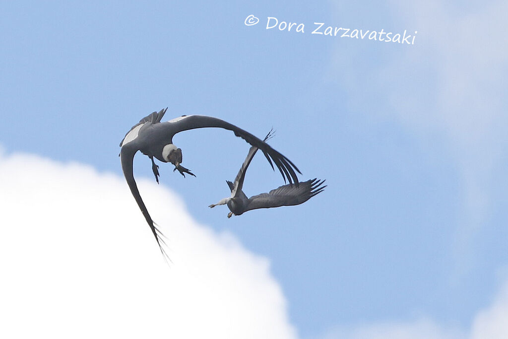 Condor des Andesadulte, Vol