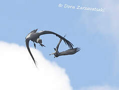 Andean Condor