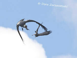 Condor des Andes