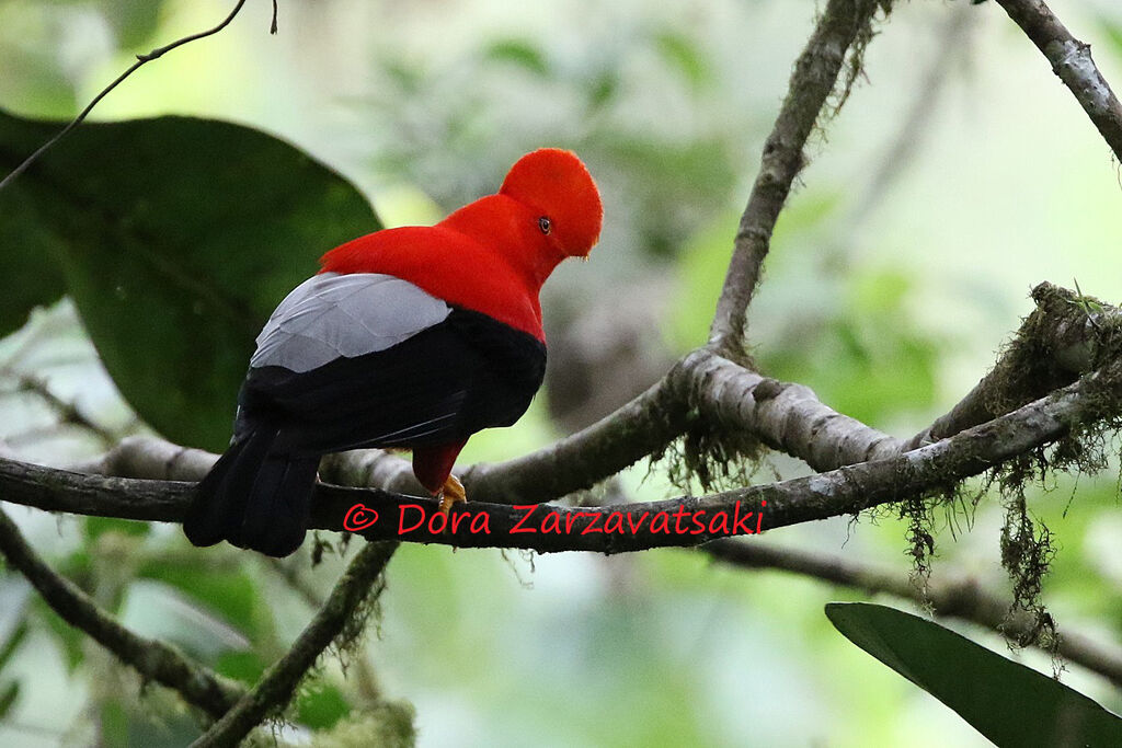 Andean Cock-of-the-rock male adult, identification