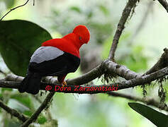 Andean Cock-of-the-rock