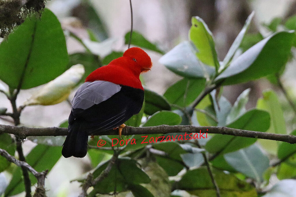 Coq-de-roche péruvien mâle adulte, identification