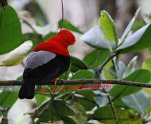 Andean Cock-of-the-rock