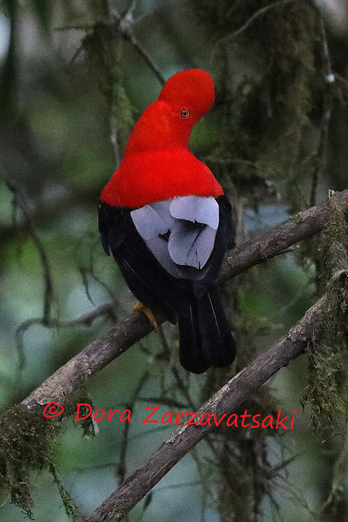 Coq-de-roche péruvien mâle adulte, identification