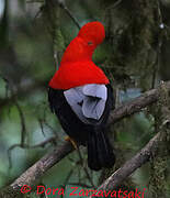 Andean Cock-of-the-rock