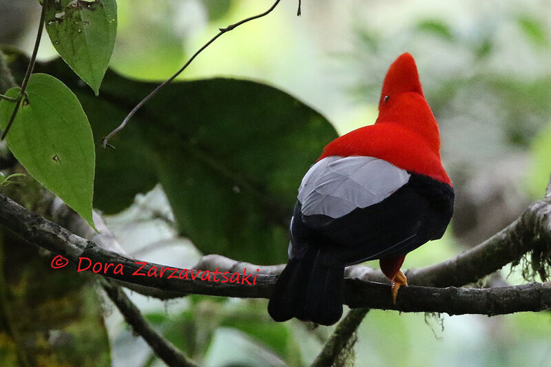 Andean Cock-of-the-rock male adult, identification
