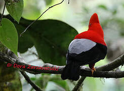 Andean Cock-of-the-rock