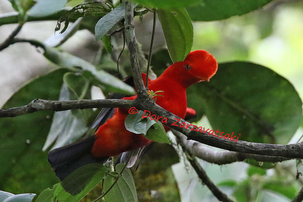 Andean Cock-of-the-rock male adult, identification