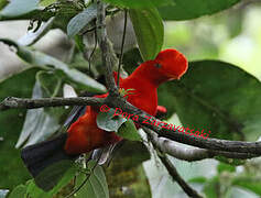 Andean Cock-of-the-rock