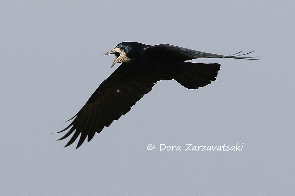 Corbeau freuxadulte, Vol