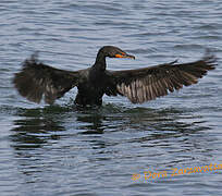 Cormoran à aigrettes