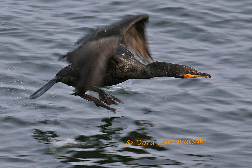 Cormoran à aigrettesadulte, Vol