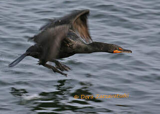 Cormoran à aigrettes