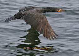 Cormoran à aigrettes