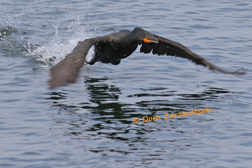 Cormoran à aigrettesadulte, Vol