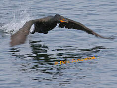 Double-crested Cormorant