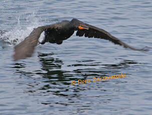 Cormoran à aigrettes