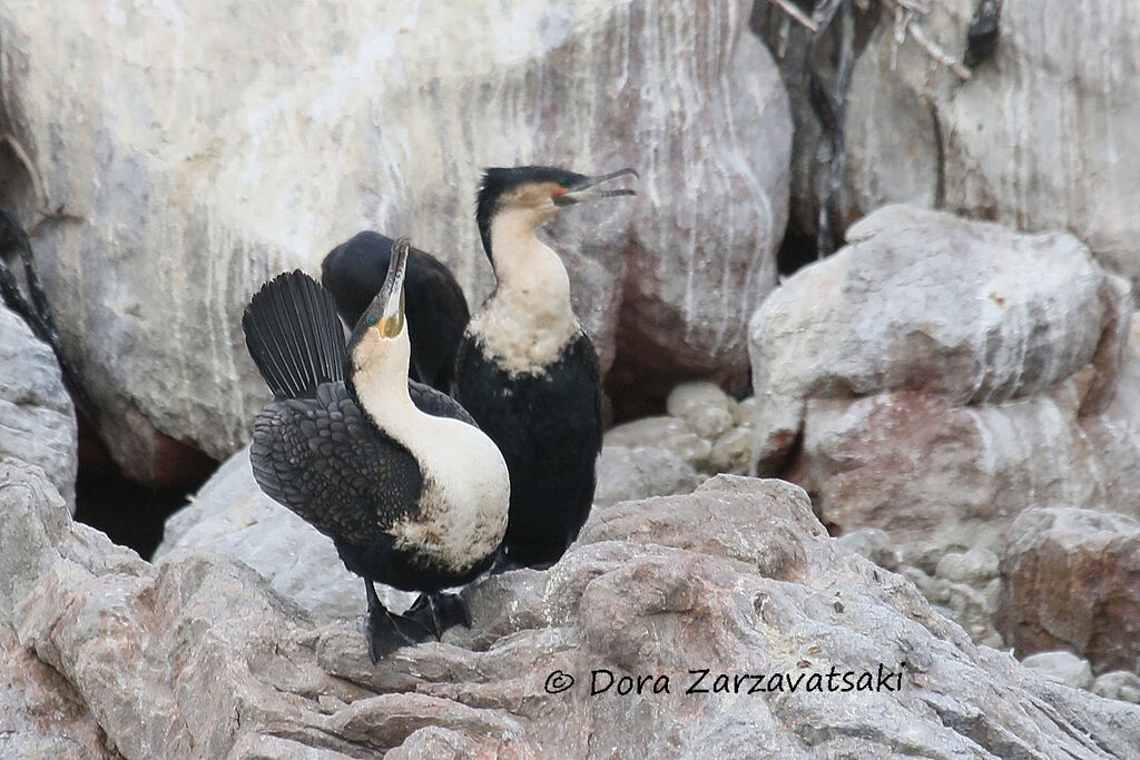 Cormoran à poitrine blancheadulte nuptial, parade