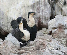 White-breasted Cormorant