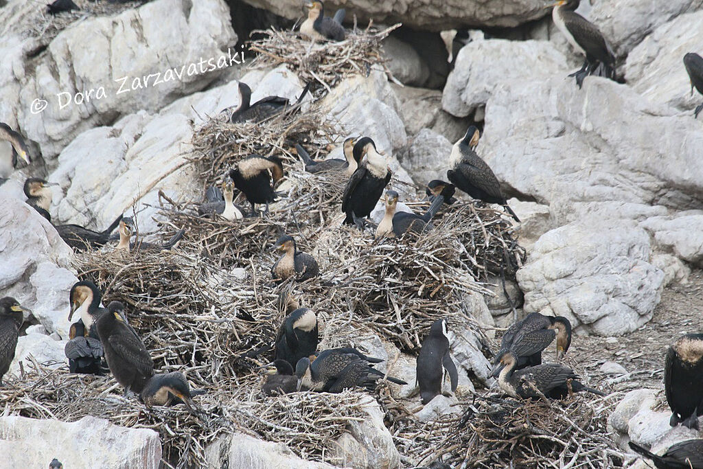 Cormoran à poitrine blanche, Nidification