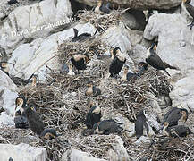 White-breasted Cormorant