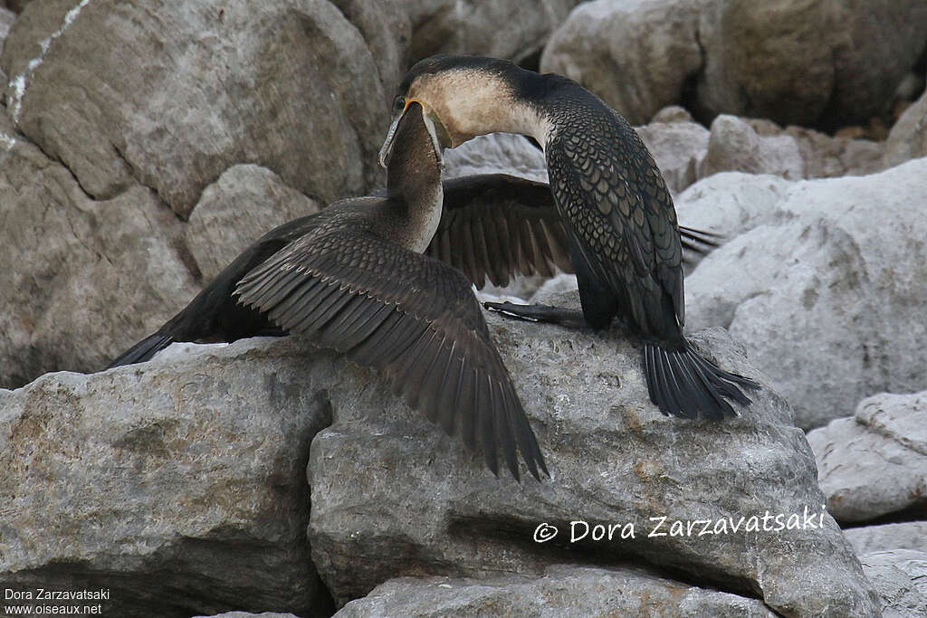 Cormoran à poitrine blanche, mange, Nidification