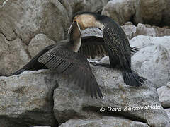 White-breasted Cormorant