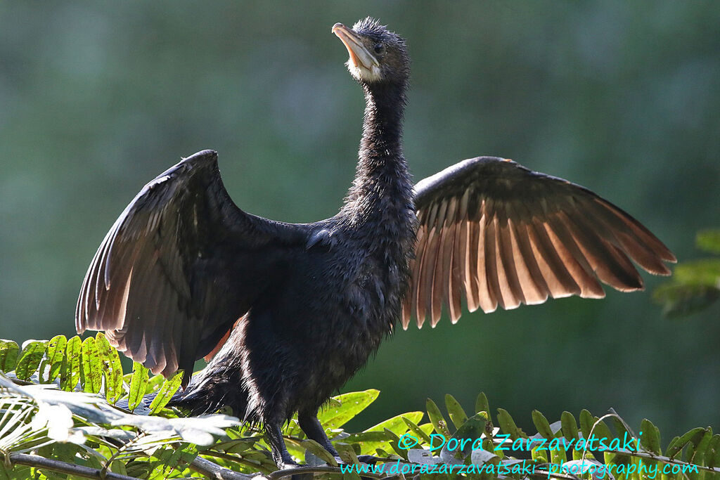 Cormoran de Vieillot, identification