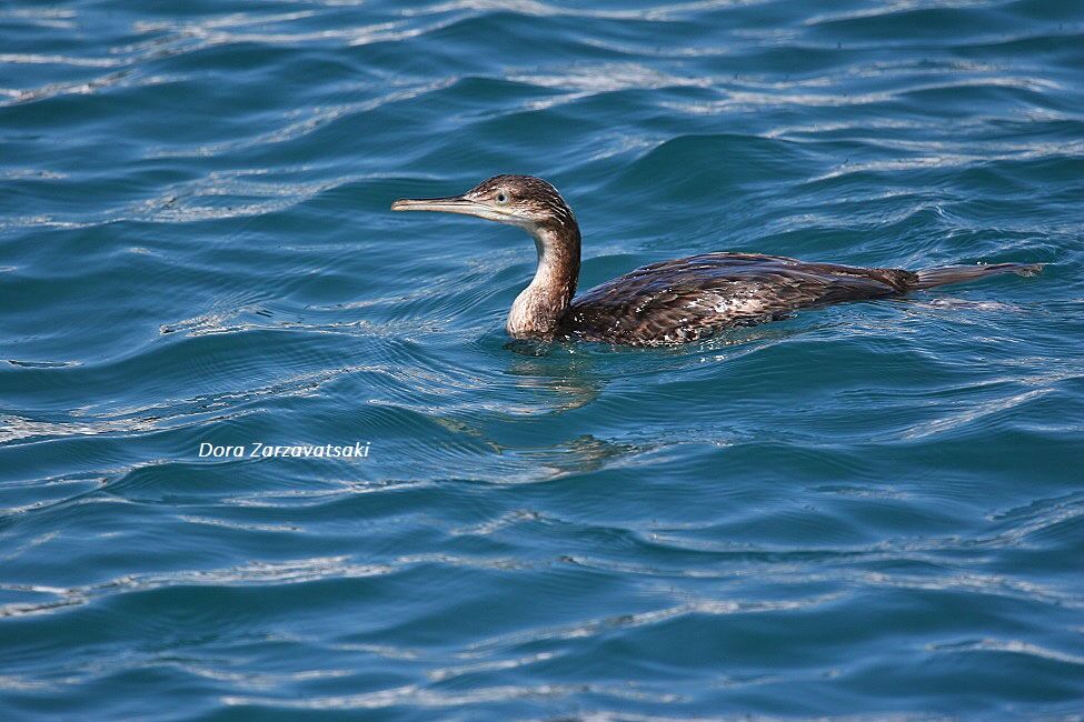 Cormoran huppéimmature