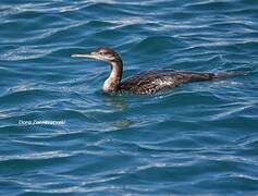 European Shag