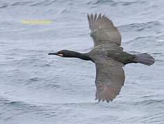 European Shag