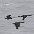 Cormoran pélagique