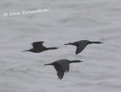 Pelagic Cormorant