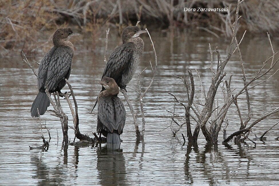 Pygmy Cormorant