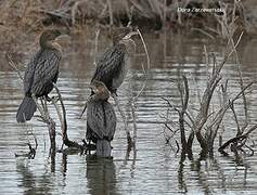 Pygmy Cormorant