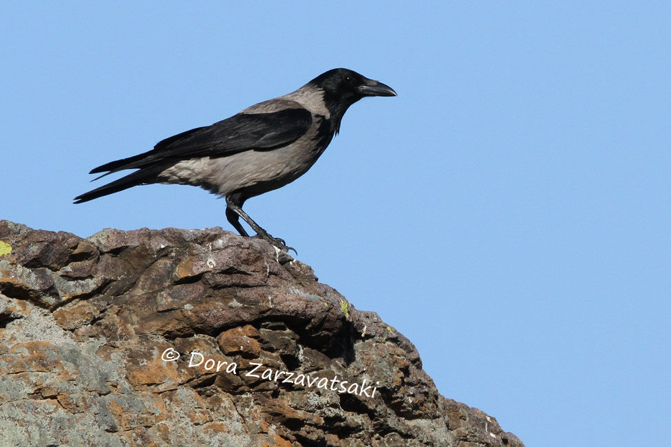 Hooded Crow