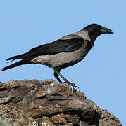 Hooded Crow