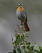 Cape Robin-Chat