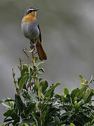 Cape Robin-Chat