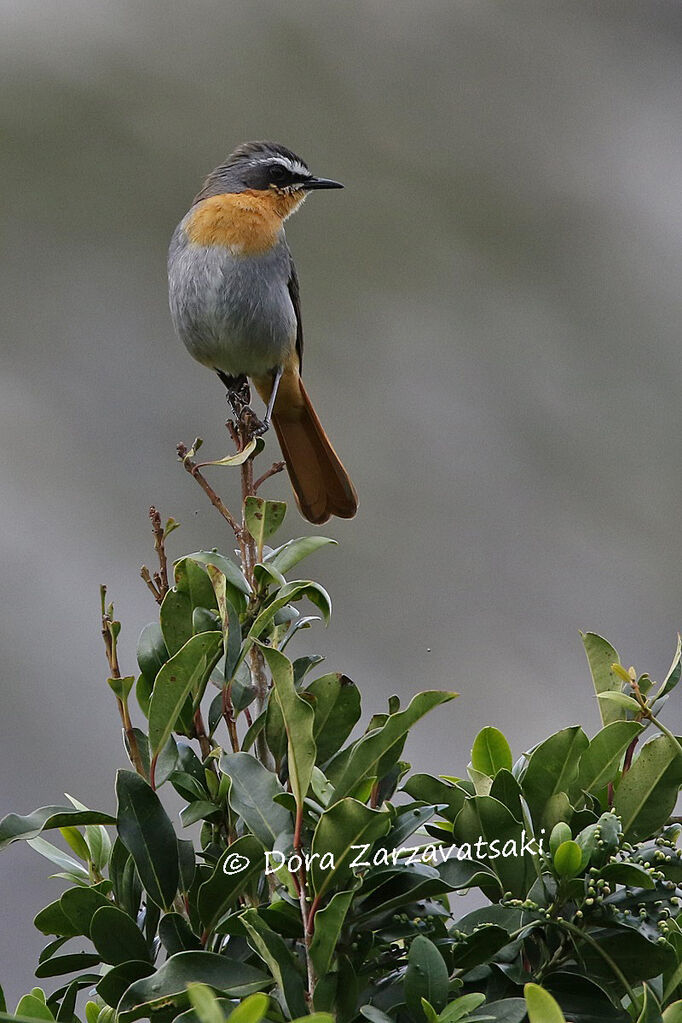 Cape Robin-Chatadult