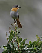 Cape Robin-Chat