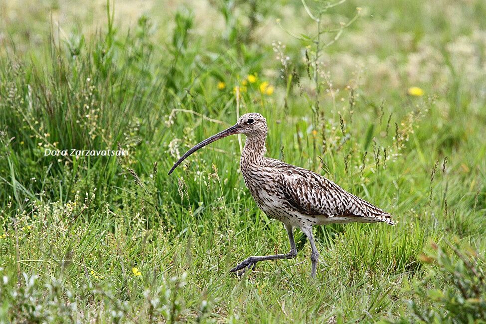 Eurasian Curlew