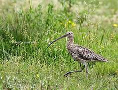 Eurasian Curlew