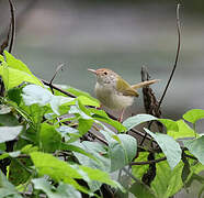 Common Tailorbird