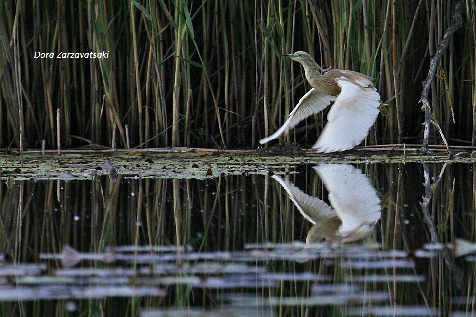 Squacco Heron