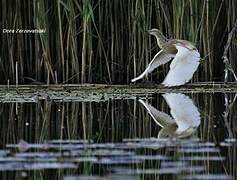 Squacco Heron