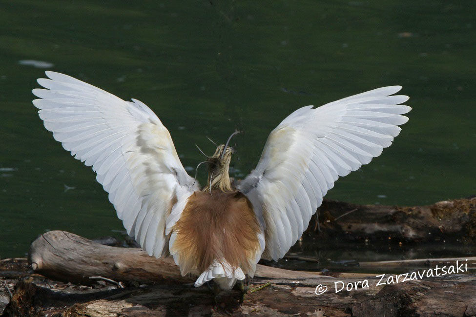 Squacco Heron