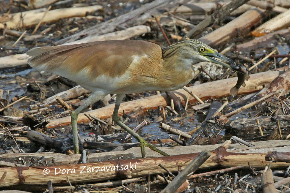 Squacco Heron, feeding habits, Behaviour